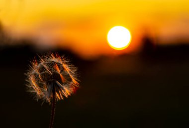 Güneş tarafından boyanmış akşam manzarası. Güneş ufkun ötesinde batıyor sonbahar bitkilerini güzelce aydınlatıyor..