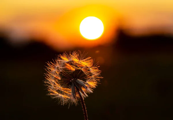 Paysage Soir Peint Par Soleil Soleil Enfonçant Delà Horizon Illumine — Photo