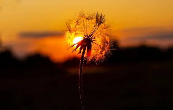 Paisagem Noturna Pintada Pelo Sol Sol Que Afunda Além Horizonte — Fotografia de Stock