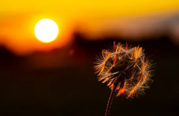 Abendlandschaft Gemalt Von Der Sonne Die Hinter Dem Horizont Versinkende — Stockfoto