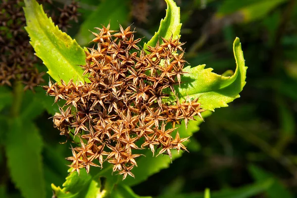 Faded Golden Rootseeds Golden Root — Stock Photo, Image