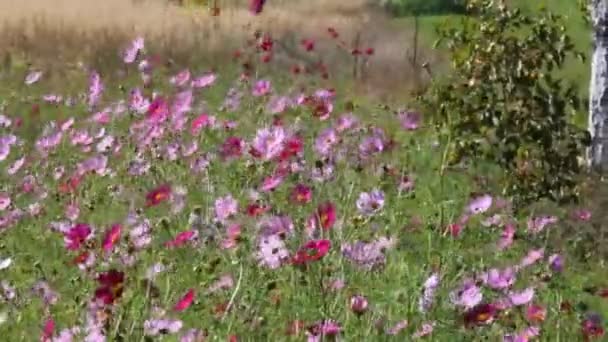 Bunga Phantasmagoria Bunga Melakukan Getaran Terkoordinasi Bawah Pengaruh Angin — Stok Video