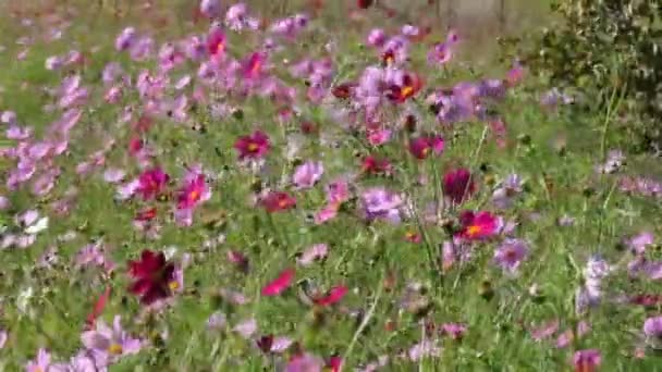 Flower Phantasmagoria Flowers Perform Coordinated Vibrations Influence Wind — Stock Video