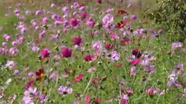 Bloemen Voeren Gecoördineerde Trillingen Uit Onder Invloed Van Wind — Stockvideo