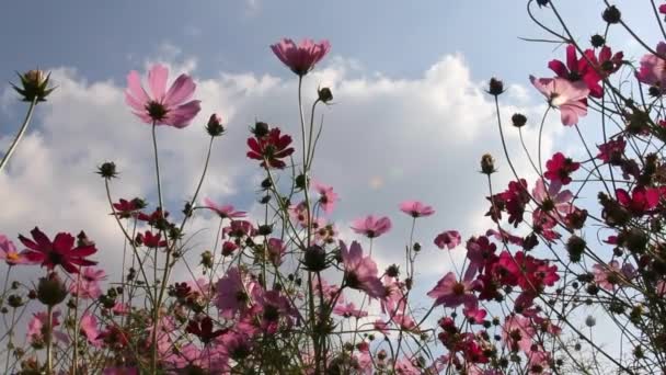 Bloemen Voeren Gecoördineerde Trillingen Uit Onder Invloed Van Wind — Stockvideo