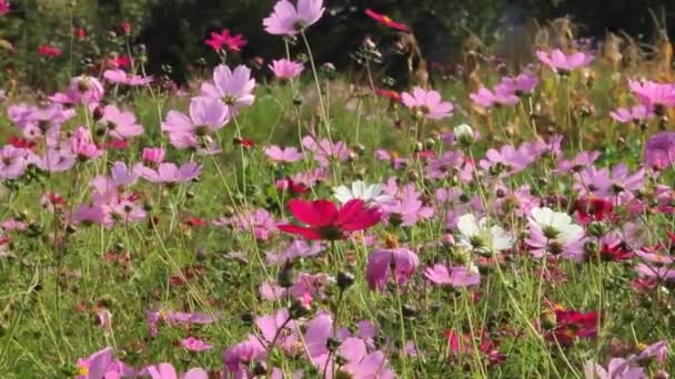 Bloemen Voeren Gecoördineerde Trillingen Uit Onder Invloed Van Wind — Stockvideo