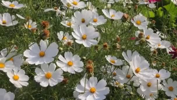 Bloemen Voeren Gecoördineerde Trillingen Uit Onder Invloed Van Wind — Stockvideo