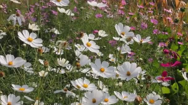 Triumph Beauty Nature Set Cosmos Flowers Form Beautiful Background — Stock Video