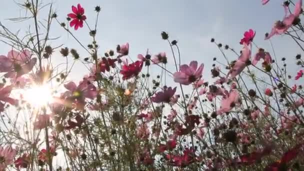 Triunfo Beleza Natureza Conjunto Flores Cosmos Formam Belo Fundo — Vídeo de Stock