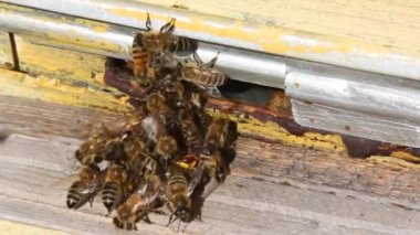 Arılar arı kovanına girmeye çalışırken bir eşekarısına saldırır. Arı öldüren bir yırtıcı..