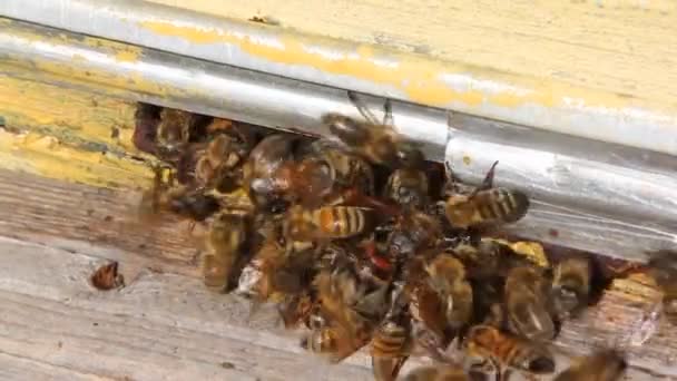 Abelhas Atacam Uma Vespa Tentando Entrar Colméia Hornet Uma Grande — Vídeo de Stock