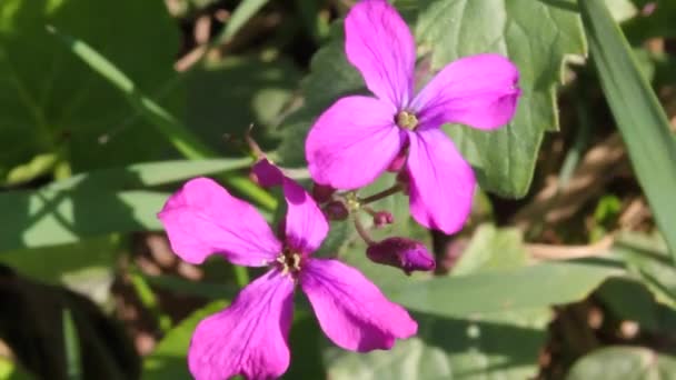 Maan Prachtige Tuinbloem Lunaria Lunaris Gedroogde Bloemplant Dit Een Overblijvend — Stockvideo