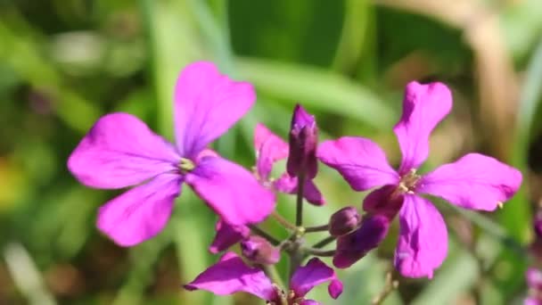 美しい庭の花 ルーナリア ルナリス 乾燥した花の植物 これは多年生のハーブです ランドスケープデザインに用いられる — ストック動画