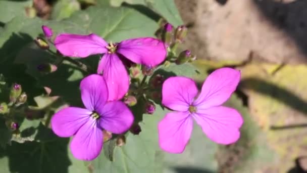 美しい庭の花 ルーナリア ルナリス 乾燥した花の植物 これは多年生のハーブです ランドスケープデザインに用いられる — ストック動画