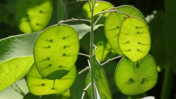 Flower Landscaping Lunaria Lunaria Rediviva Translucent Lunaria Pods Ripening Seeds — Stock Video
