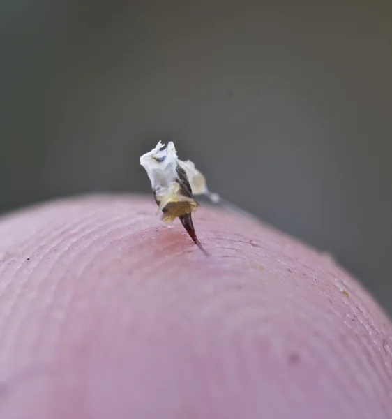 Picadura de abeja — Foto de Stock