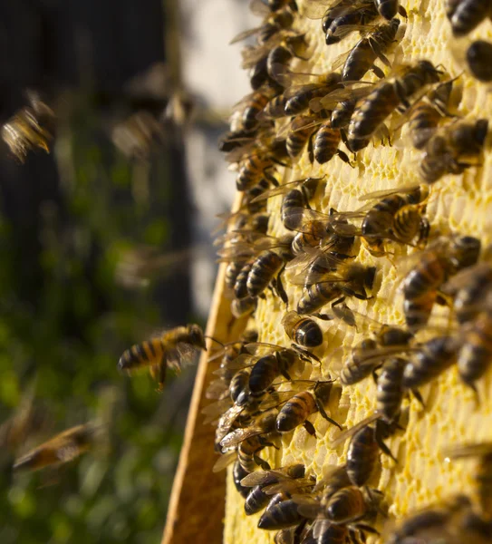 Abejas en panal — Foto de Stock