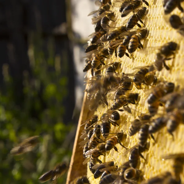 벌집 위의 벌들 — 스톡 사진