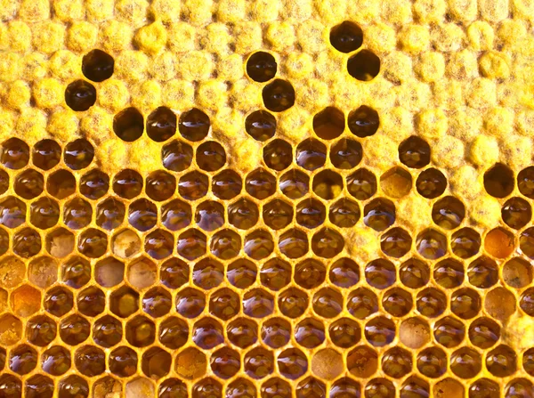 Cocoons bee, nectar, honey and pollen Stock Picture