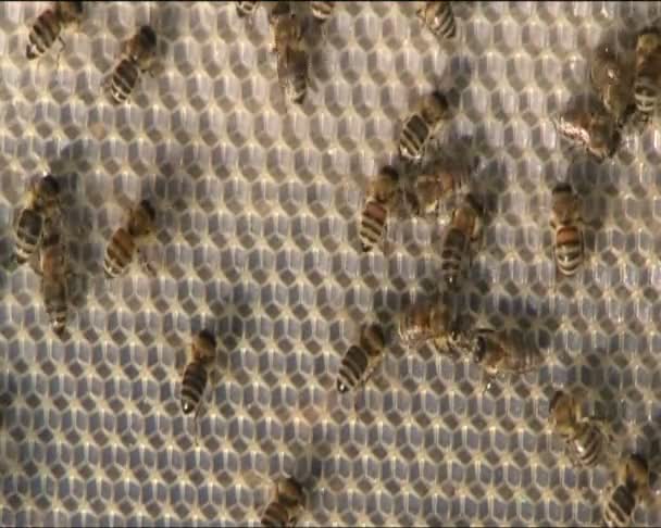 Bienen lüften — Stockvideo