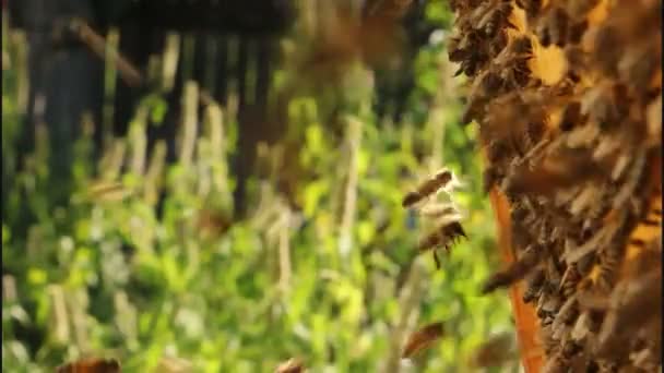 Bees ventilate — Stock Video