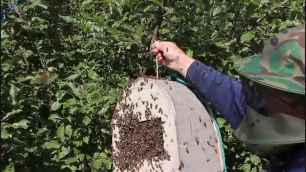 Abejas enjambre. Formación de una nueva colonia de abejas . — Vídeo de stock