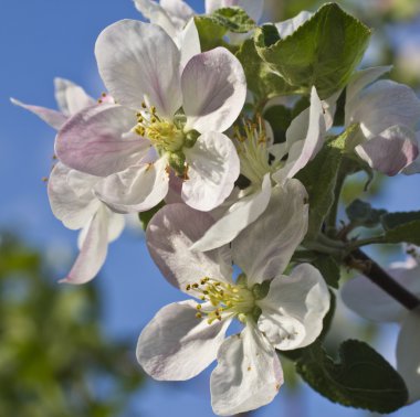 Çiçekler apple güzel manzara.