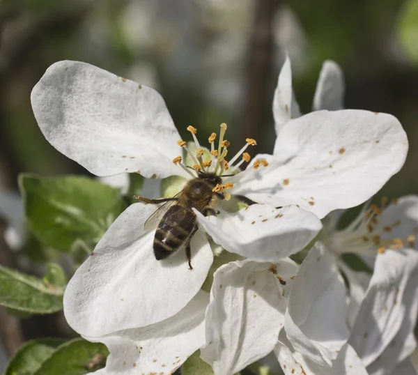 Bee op een appelboom bloem — Stockfoto