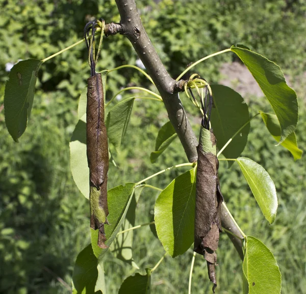 Cocoons parasite and pest pear weevils Stock Photo