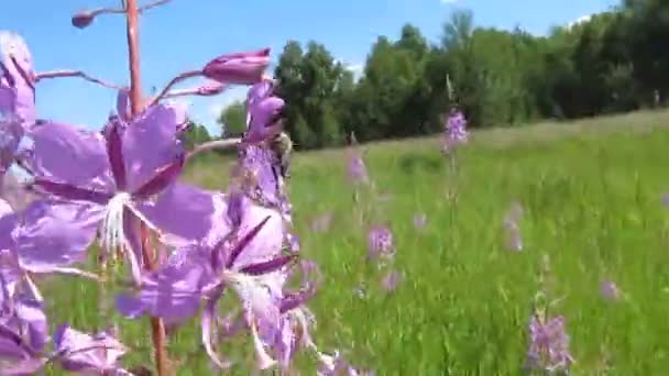 Bienen sammeln Nektar und Pollen von Feuerkraut. — Stockvideo