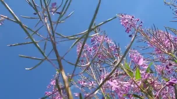 Bienen sammeln Nektar und Pollen von Feuerkraut. — Stockvideo