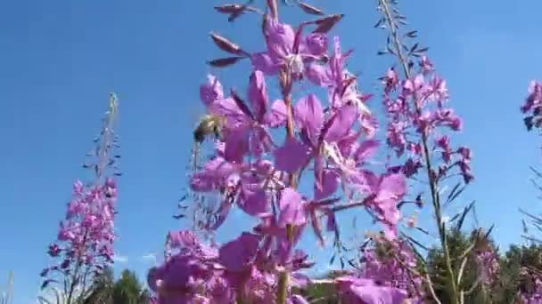 Pszczoły zbierają nektar i pyłki z fireweed. — Wideo stockowe