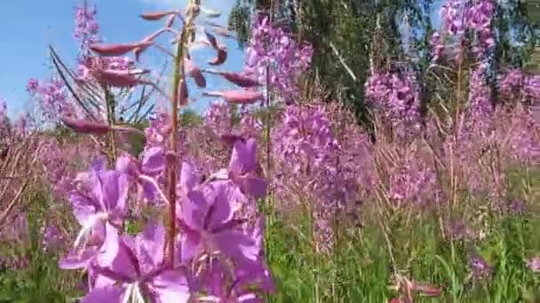 Blooming fireweed and bees. — Stock Video