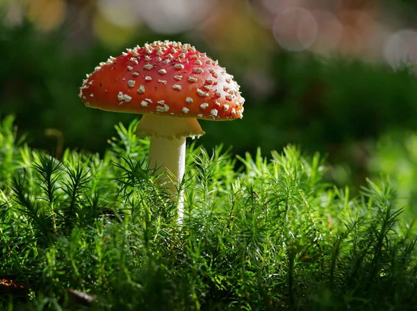 Fly Agaric Mushroom Grass Green Background — Stock Photo, Image