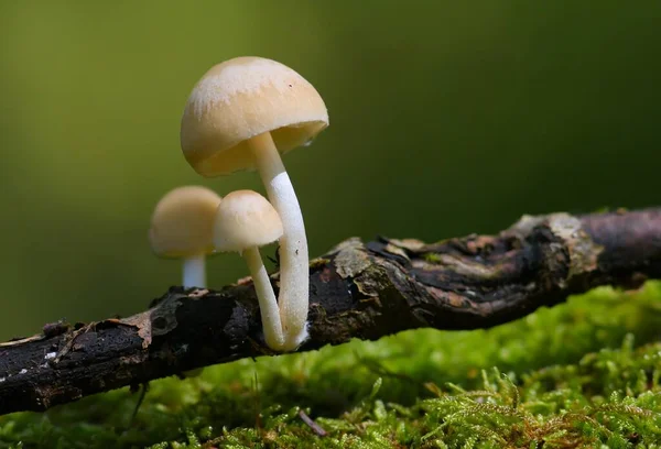 Mushrooms Forest Green Background — Stock Photo, Image