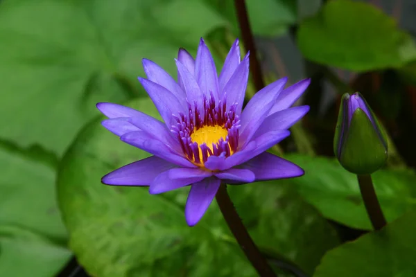 Bunga Lili Air Kolam Dengan Latar Belakang Hijau — Stok Foto