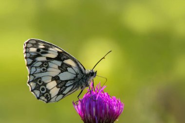 Yeşil arka planda bir çiçekte kelebek