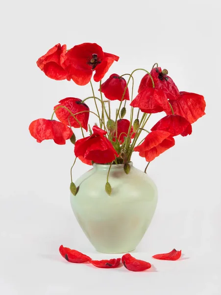 Csokor Vörös Mák Egy Vázában Fehér Alapon — Stock Fotó