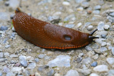 Kırmızı sümüklü böcek yerde sürünüyor.