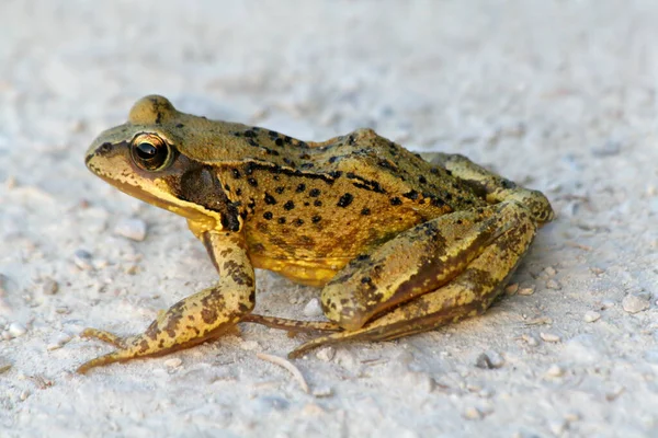 Žabák Sedící Zemi — Stock fotografie