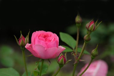 Koyu yeşil arka planda kırmızı güller