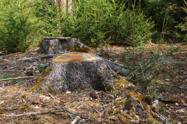 Ormanda kesilmiş bir ağaç kütüğü; ormanların yok edilmesi kavramı..