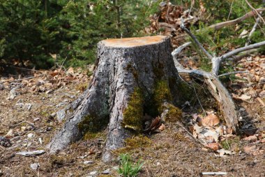 Ormanda kesilmiş bir ağaç kütüğü; ormanların yok edilmesi kavramı..
