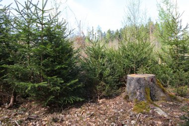 Ormanda kesilmiş bir ağaç kütüğü; ormanların yok edilmesi kavramı..