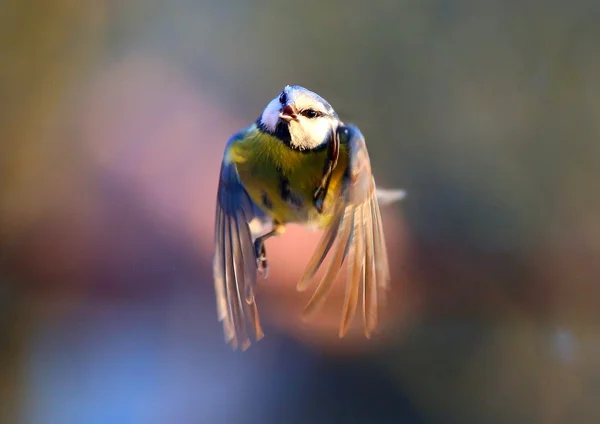 Makrofotografering av flygande mes — Stockfoto