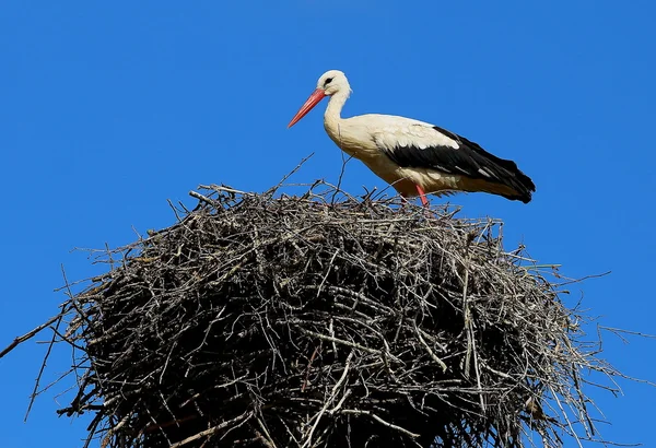 Der Storch im Nest — Stockfoto