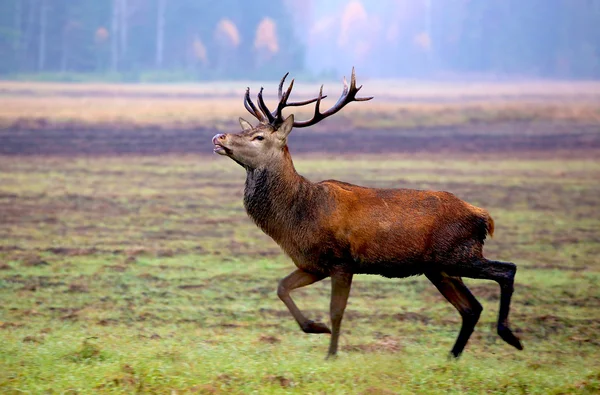 Rådjur stående i ett fält — Stockfoto