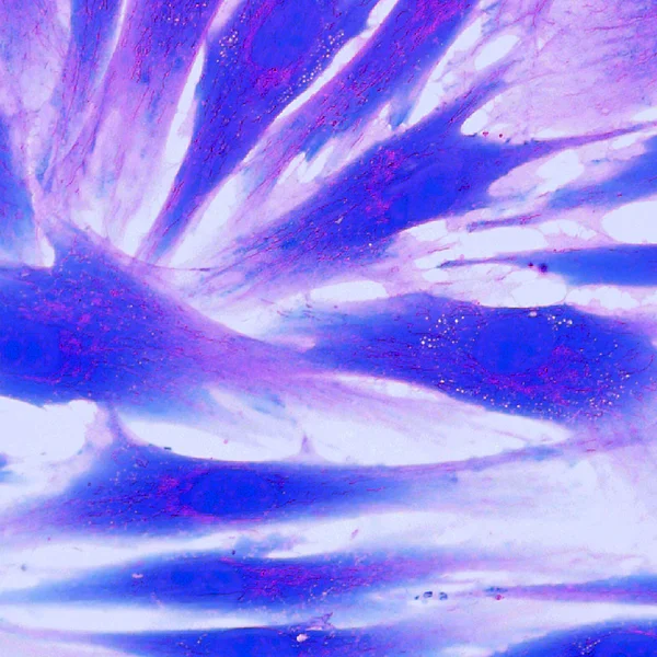 Реальный флуоресцентный микроскопический обзор клеток кожи человека — стоковое фото