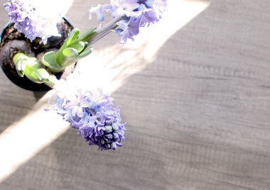 Yumuşak ışık çiçek açan Sümbüller