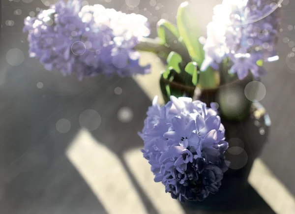 Bloeiende hyacinten in zacht licht — Stockfoto